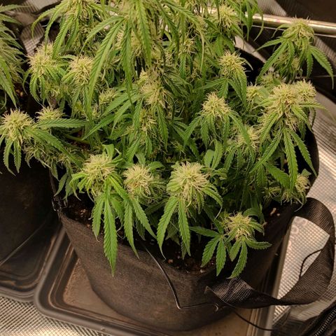 6 growlog photo: 17:30