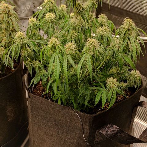 6 growlog photo: 17:30