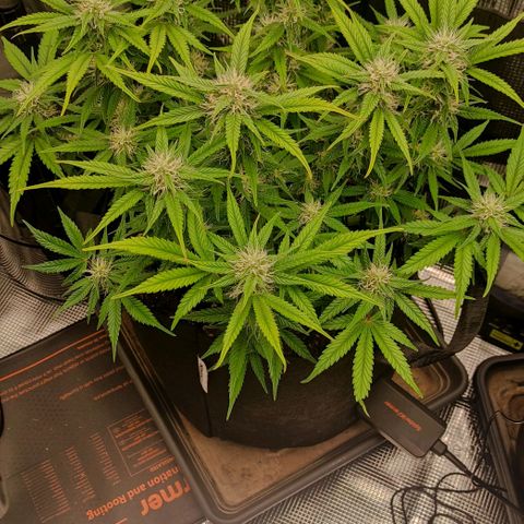 North Thunderfuck Auto RQS growlog timeline photo