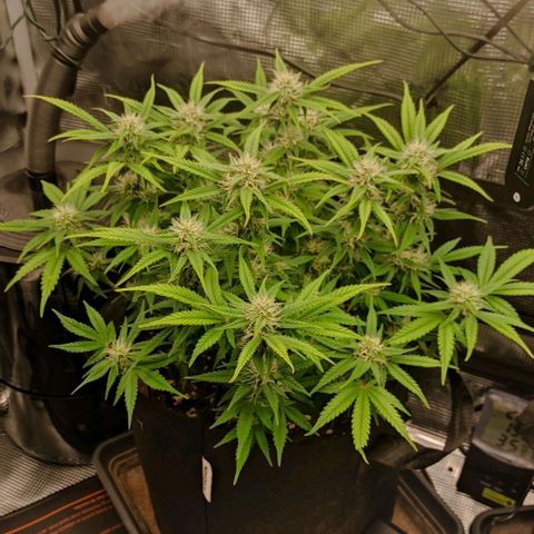 North Thunderfuck Auto RQS growlog photo: 18:00