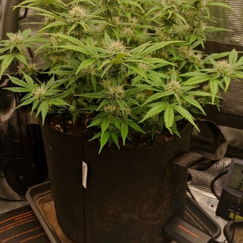 North Thunderfuck Auto RQS growlog photo: 18:00