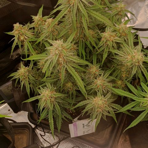 3 growlog timeline photo