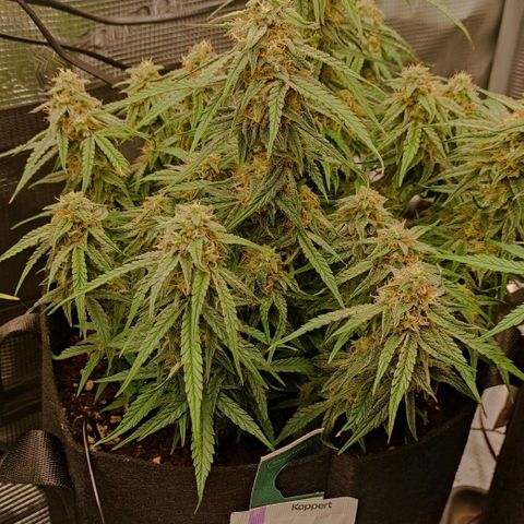 3 growlog photo: 18:00