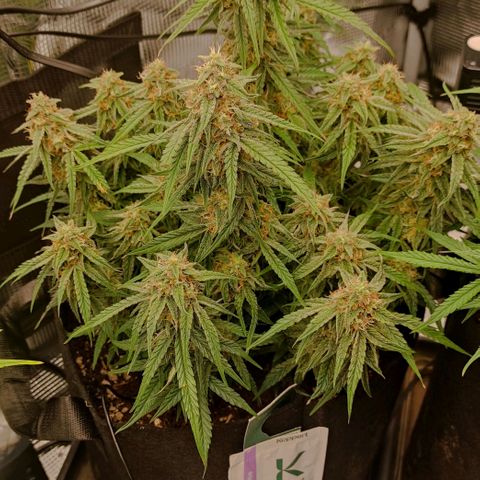 3 growlog photo: 18:00
