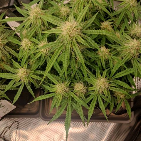 6 growlog timeline photo