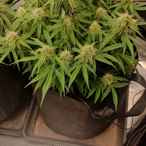 6 growlog photo: 18:00