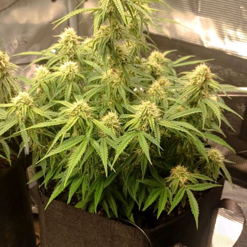 6 growlog photo: 18:00