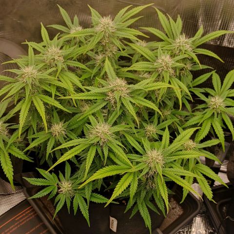North Thunderfuck Auto RQS growlog timeline photo