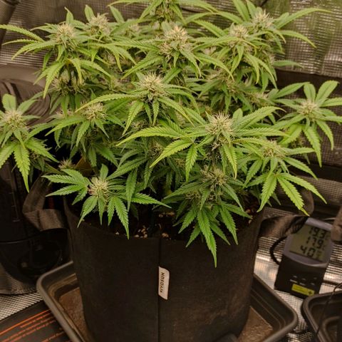 North Thunderfuck Auto RQS growlog photo: 16:00
