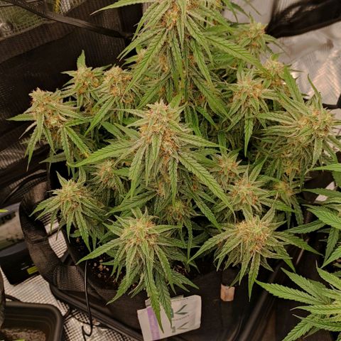 3 growlog timeline photo