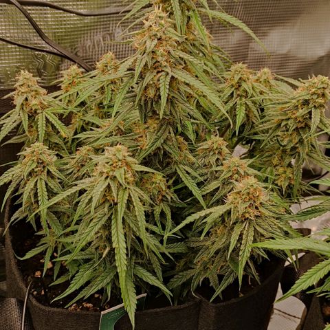 3 growlog photo: 16:00