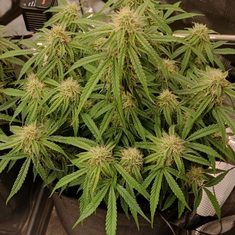 6 growlog timeline photo