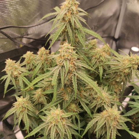3 growlog timeline photo
