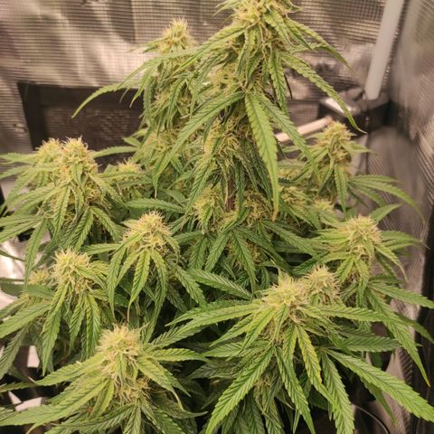 6 growlog timeline photo