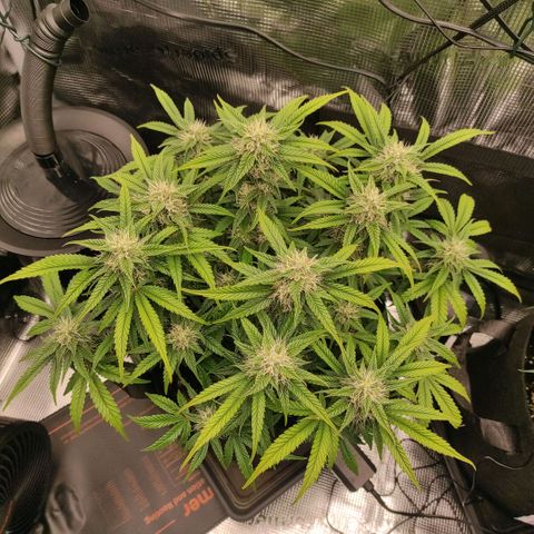 North Thunderfuck Auto RQS growlog timeline photo