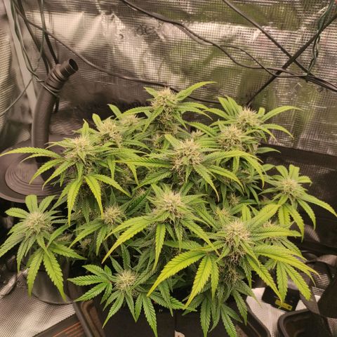 North Thunderfuck Auto RQS growlog photo: 15:00
