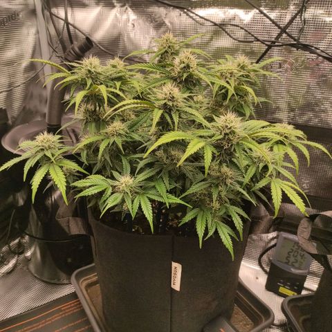 North Thunderfuck Auto RQS growlog photo: 15:00