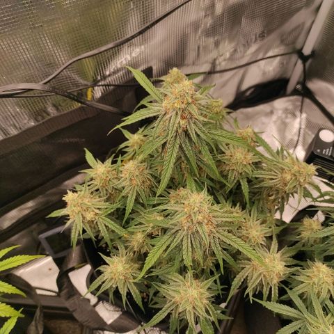 3 growlog timeline photo