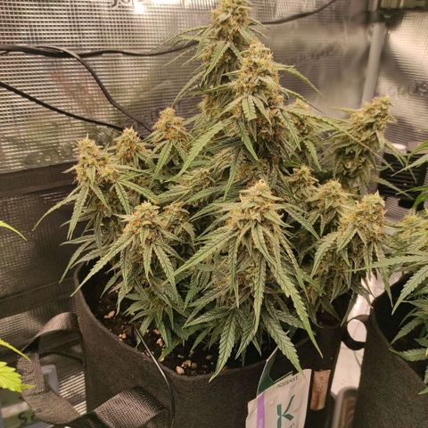 3 growlog photo: 15:00