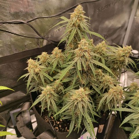 3 growlog photo: 15:00
