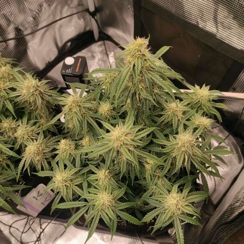 6 growlog timeline photo