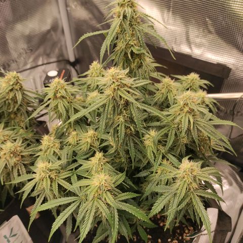 6 growlog photo: 15:00