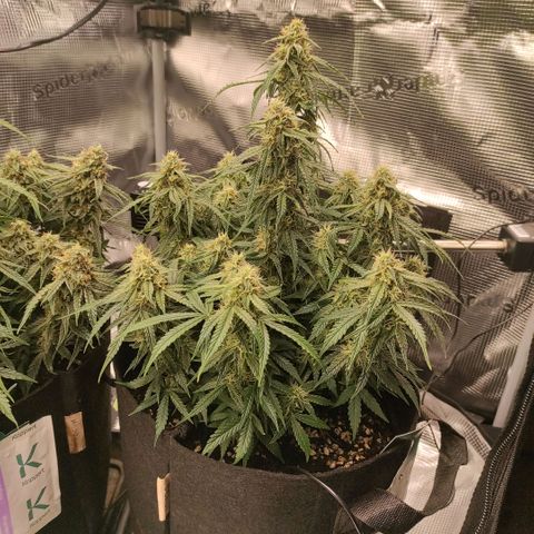 6 growlog photo: 15:00