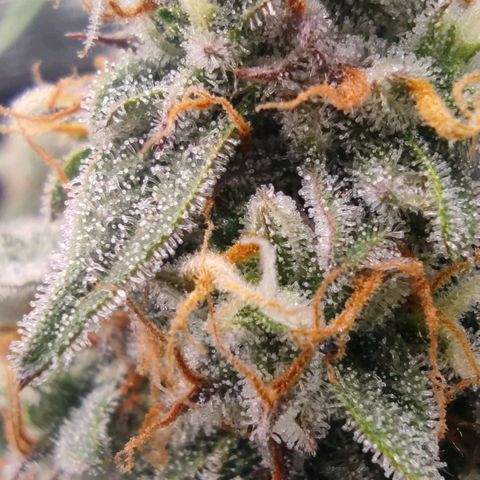 3 growlog timeline photo
