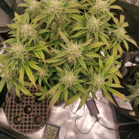 North Thunderfuck Auto RQS growlog timeline photo
