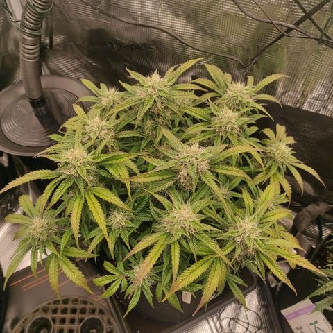 North Thunderfuck Auto RQS growlog photo: 21:00