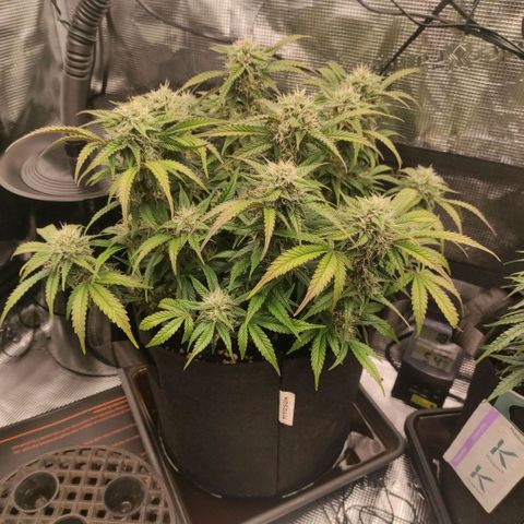 North Thunderfuck Auto RQS growlog photo: 21:00