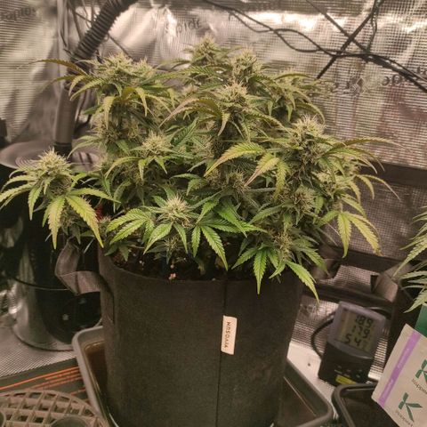 North Thunderfuck Auto RQS growlog photo: 21:00