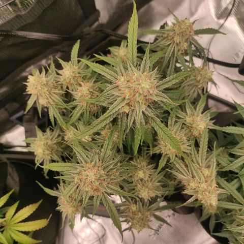 3 growlog timeline photo