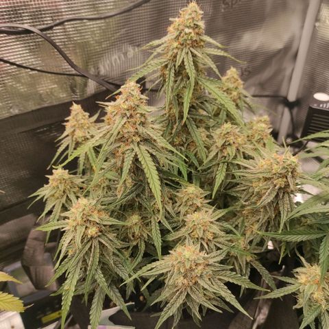3 growlog photo: 21:00