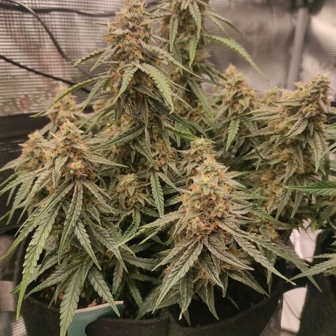 3 growlog photo: 21:00
