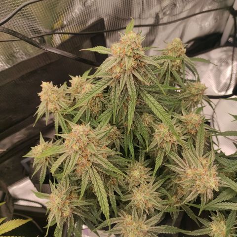 3 growlog photo: 21:00