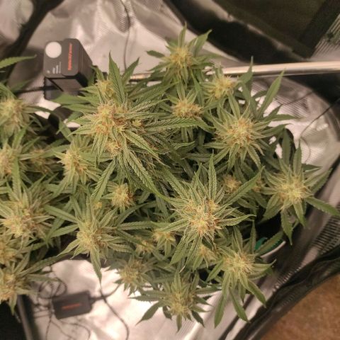 6 growlog timeline photo