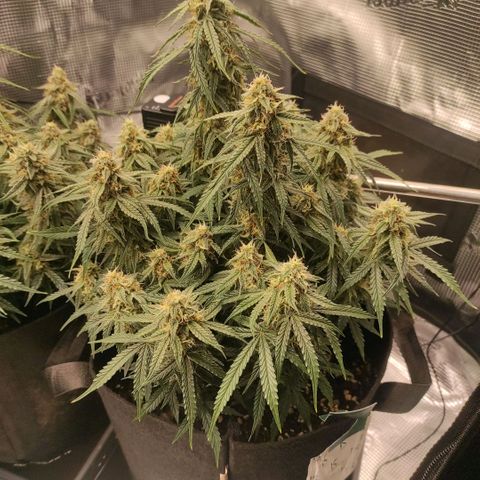 6 growlog photo: 21:00