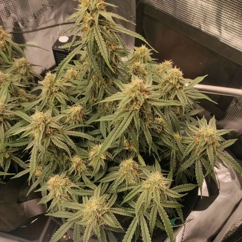 6 growlog photo: 21:00