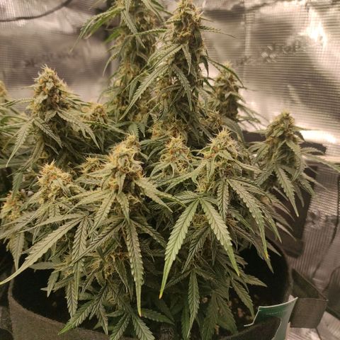 6 growlog photo: 21:00