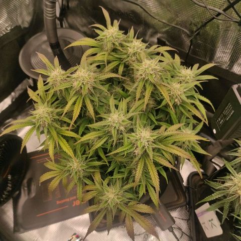 North Thunderfuck Auto RQS growlog photo: 16:15
Färbung schreitet voran -> Mg Mangel