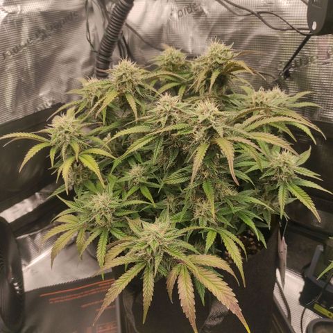 North Thunderfuck Auto RQS growlog photo: 16:15
Färbung schreitet voran -> Mg Mangel