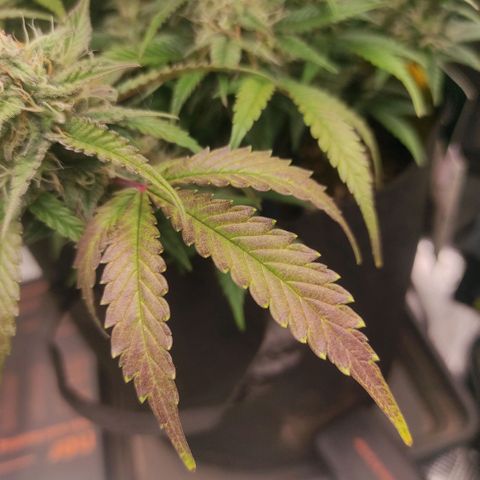 North Thunderfuck Auto RQS growlog photo: 16:15
Färbung schreitet voran -> Mg Mangel