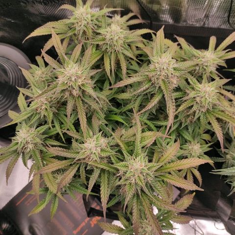 North Thunderfuck Auto RQS growlog timeline photo