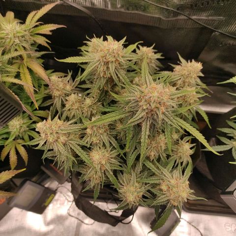 3 growlog timeline photo
