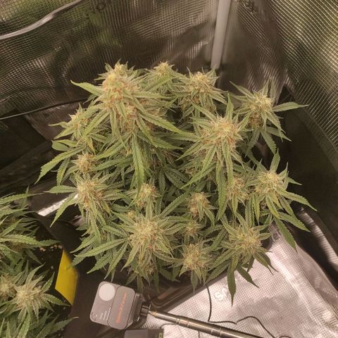 6 growlog timeline photo