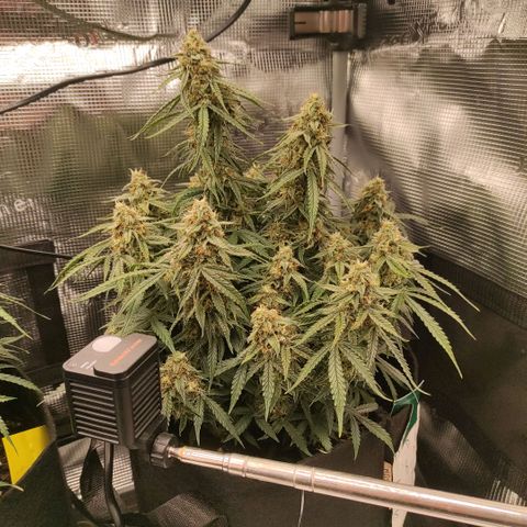 6 growlog photo: 15:15