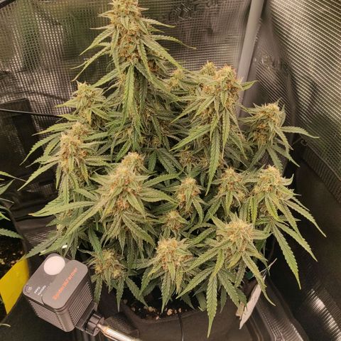 6 growlog photo: 15:15