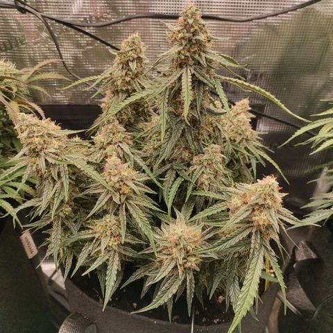 3 growlog photo: 15:15
