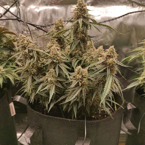 3 growlog photo: 15:15